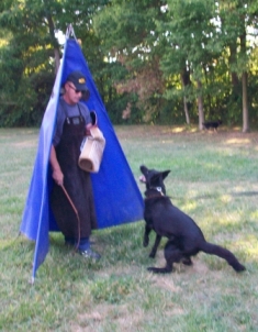 ceridwen zu treuen handen IPO2 RN german shepherd hold and bark Mike Diehl